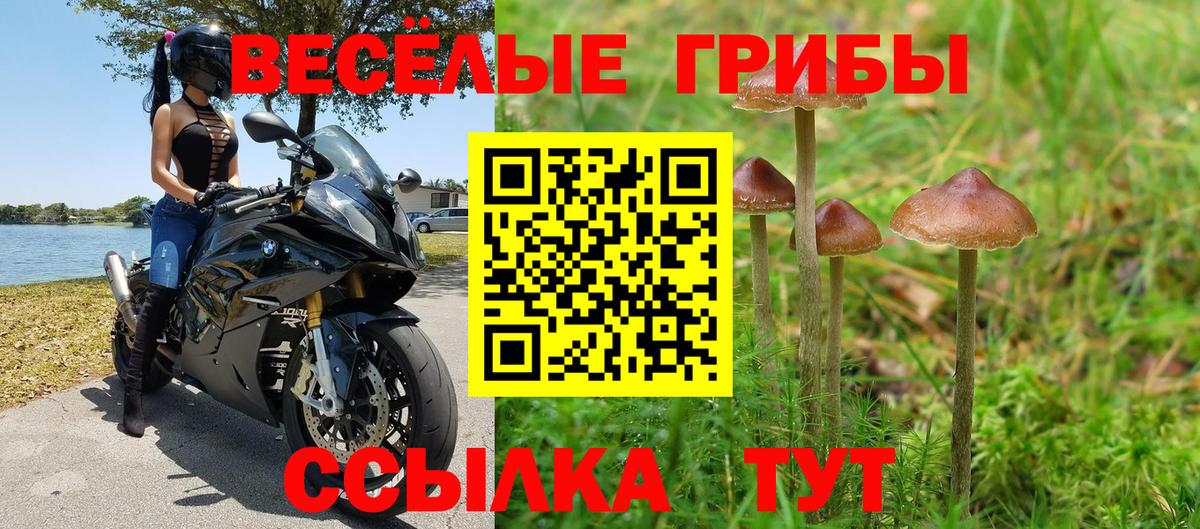 Псилоцибиновые грибы Psilocybine cubensis Котлас